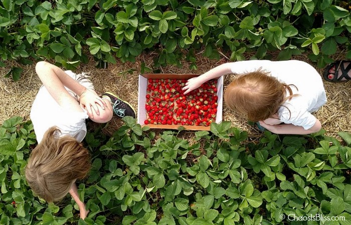 Strawberry picking | ChaosIsBliss-com