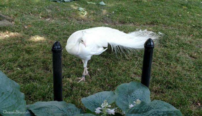 Fort Wayne Childrens Zoo white peacock