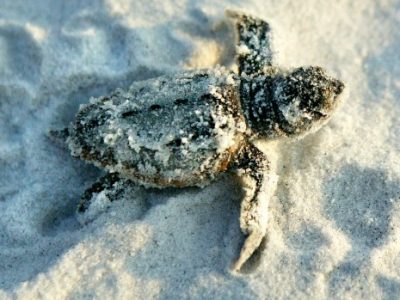 Gulf County sea turtle