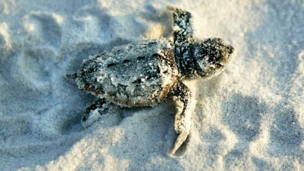 Gulf County sea turtle