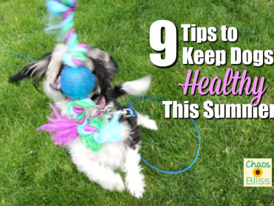 Summer fun can also be hazardous to dogs. Here are a few things to keep in mind to keep dogs healthy during summer months.