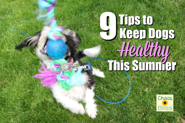 Summer fun can also be hazardous to dogs. Here are a few things to keep in mind to keep dogs healthy during summer months.