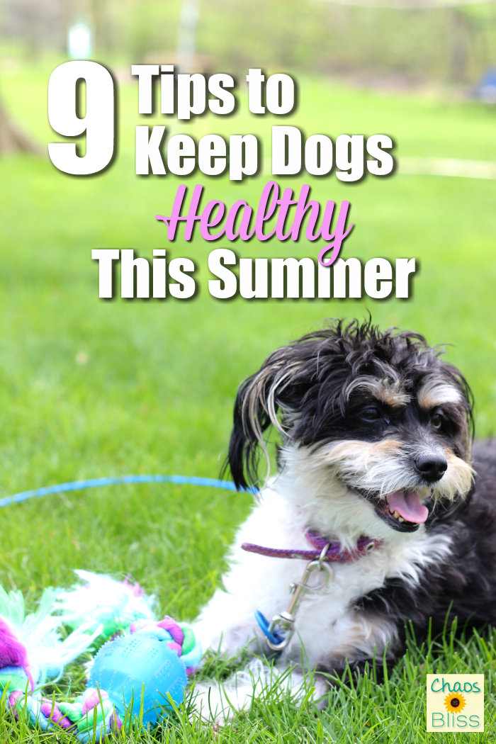 Summer fun can also be hazardous to dogs. Here are a few things to keep in mind to keep dogs healthy during summer months.
