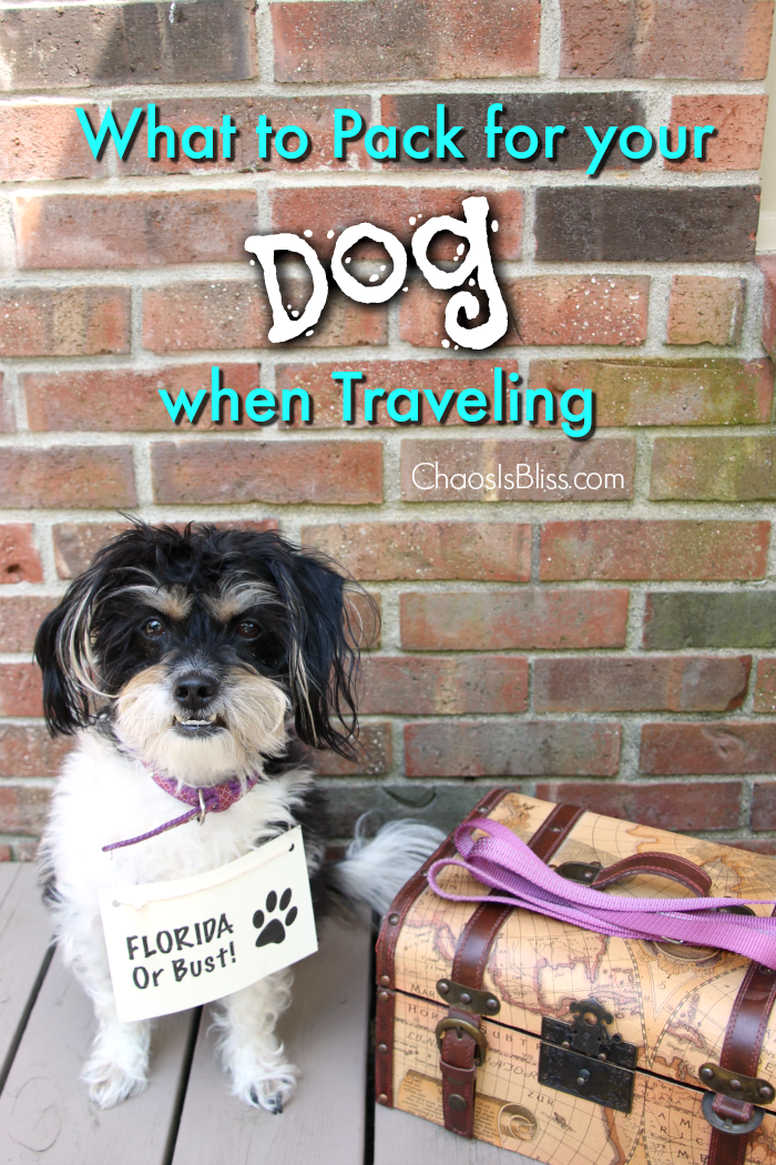When you head on your next vacation, check these tips on what to pack for your dog when traveling.