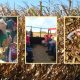50 Free and cheap things to do with kids this Fall, for frugal family fun!