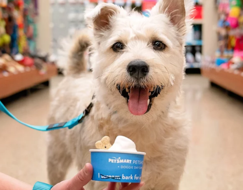 Petshotel ice cream