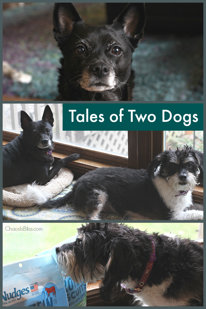 Rescue dogs are loved unconditionally in my family, and I'd love to share with you the tales of two dogs: One rescued from a shelter, and one rehomed.